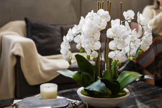 Timeless Elegance: The Allure of Real Touch Potted Orchids