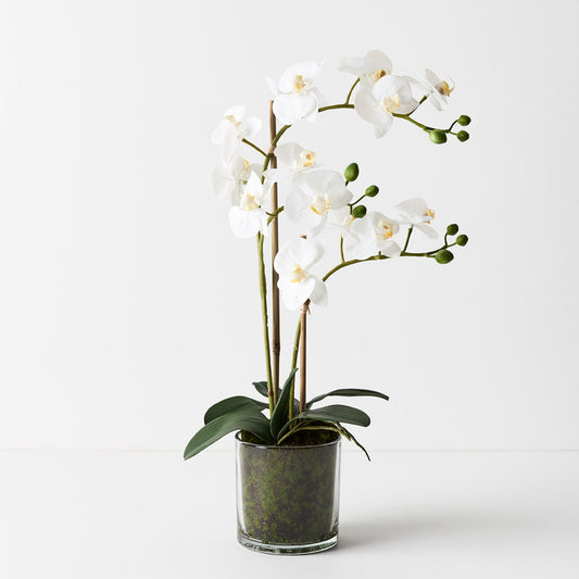 Orchid Phalaenopsis Floral Arrangement in Mossy Glass Pot